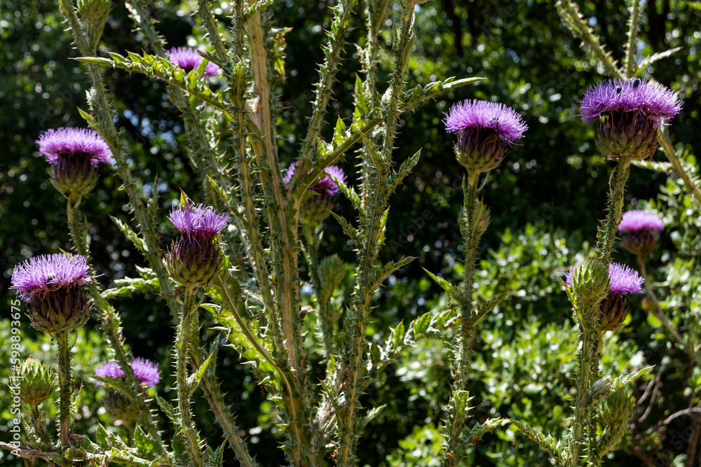 Obraz premium Flowering Scottish Thistle