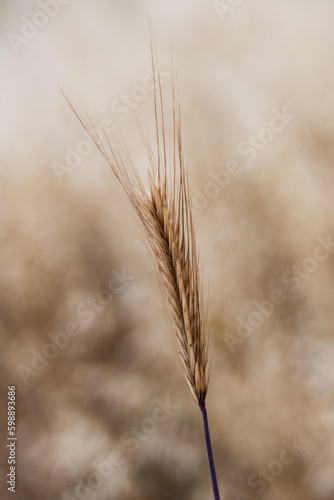 Closeup of single  dry  yellow  ripe wheat stalk.