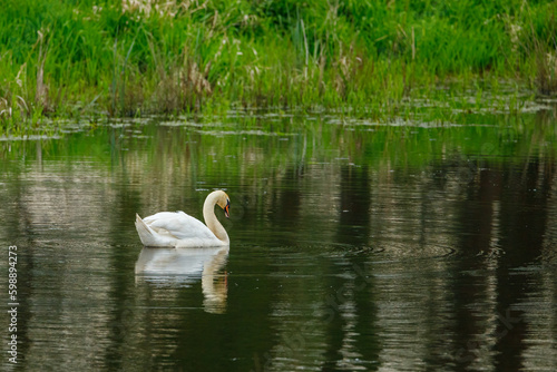 A white mute swan on a river