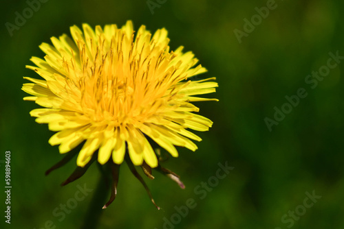 One yellow dandelion on a background of green grass. 
