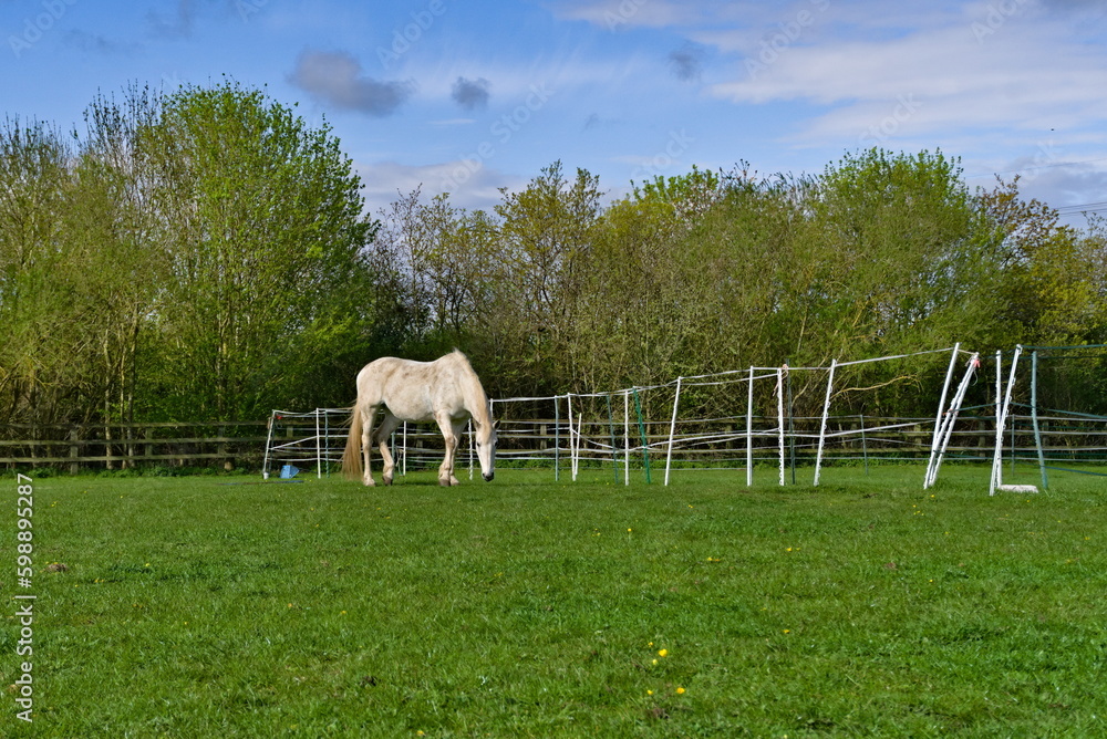 Obraz premium white horse on a meadow
