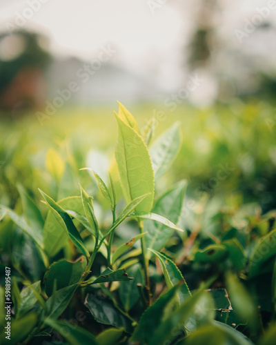 Tea leaves ready to be harvested with golden sunshine