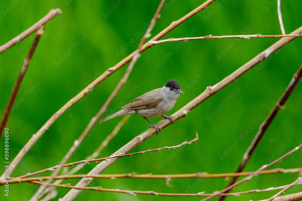 A whitethroat in the wild