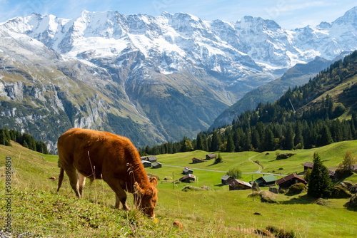 Traditional alpine village and cow in touristic valley Lauterbrunnen, Switzerland attraction