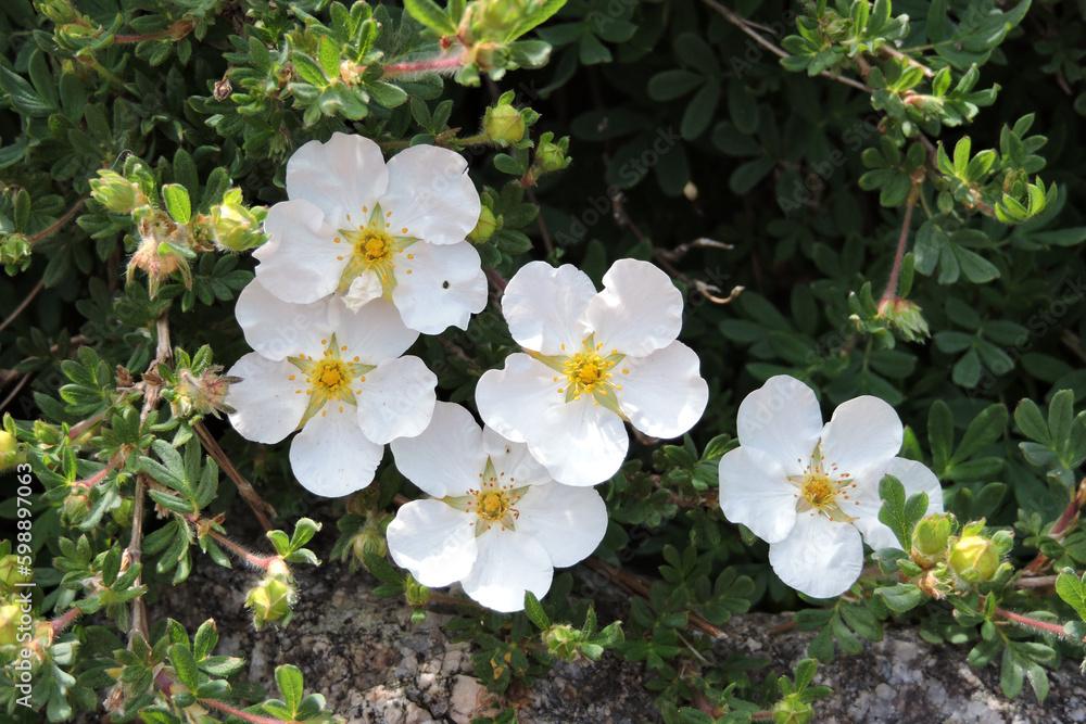 White flowers with yellow centres of a shrubby cinquefoil - obrazy, fototapety, plakaty 