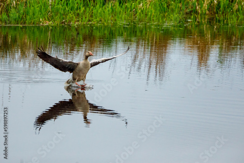 A Graylag Goose on a River