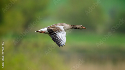 A Graylag Goose at the flight