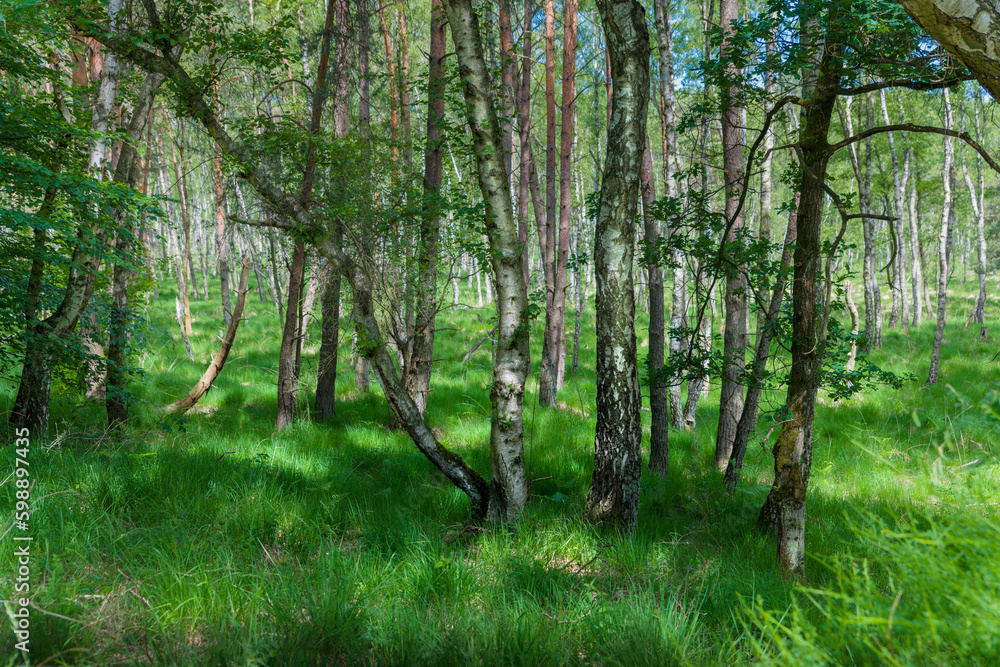 Birkenwald mit Gras