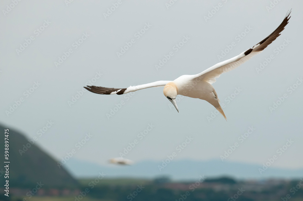 Northern gannet (Morus bassanus) in Bass Rock Northern gannet (Morus bassanus) in Bass Rock