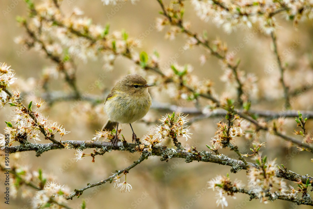 A Common Chiffchaff in the wild A Common Chiffchaff in the wild