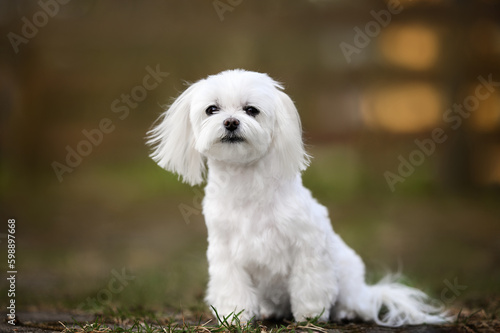 maltese dog portrait outdoors in summer