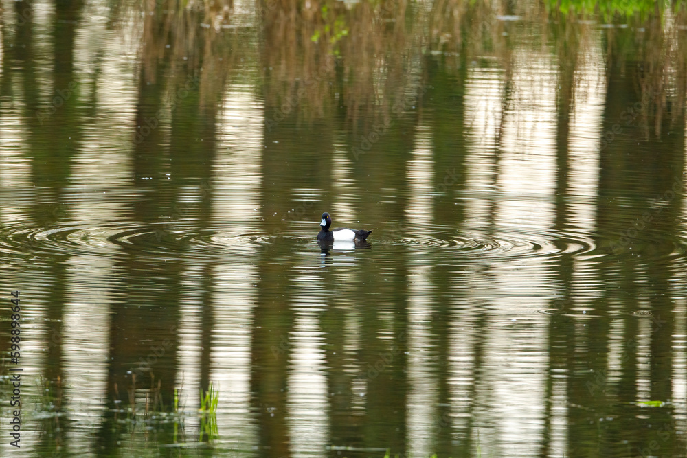 A male Tufted Duck on a river A male Tufted Duck on a river