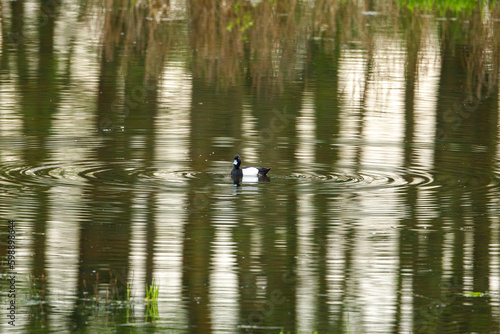 A male Tufted Duck on a river