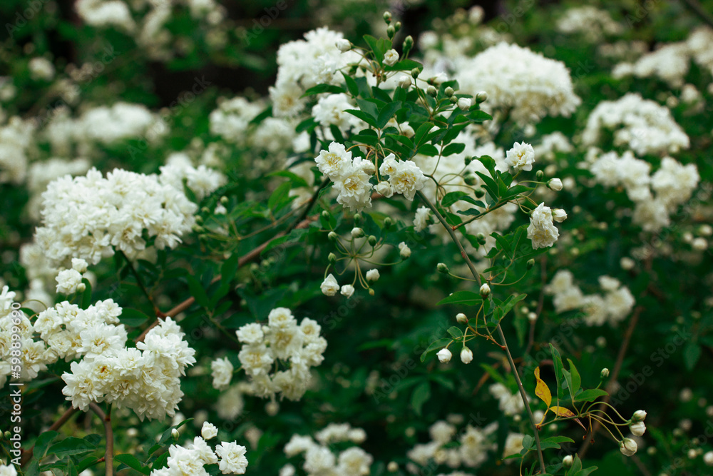 White miniature roses, fresh fragrant buds on a flowering shrub in a botanical spring garden, park in summer. Beautiful floral greeting card. Roses on a twig, branch on green natural background. White miniature roses, fresh fragrant buds on a flowering shrub in a botanical spring garden, park in summer. Beautiful floral greeting card. Roses on a twig, branch on green natural background.