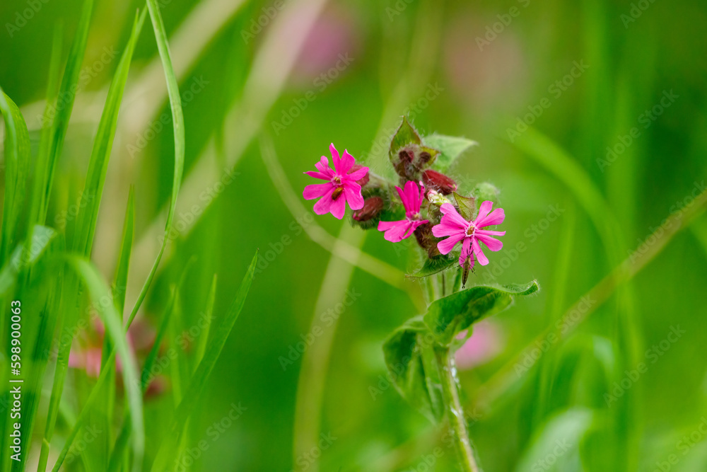 A red campion flower in the spring A red campion flower in the spring