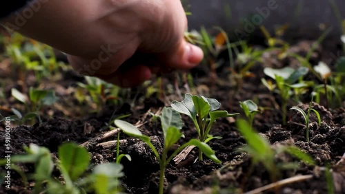 Pulling out weeds from seedlings. Land cultivation. Plant care. Soil cultivation. Gardening. Hands tearing grass close up