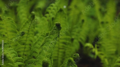 Young green fern in the spring garden. Green plants in the yard