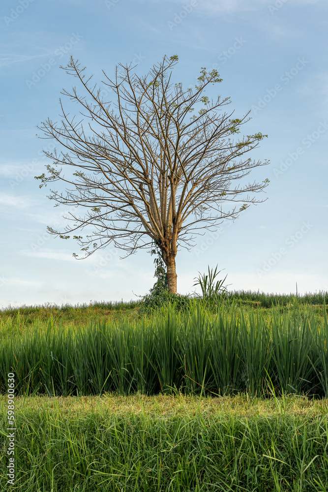 A beautiful single tree in Bali with green grass in the front A beautiful single tree in Bali with green grass in the front