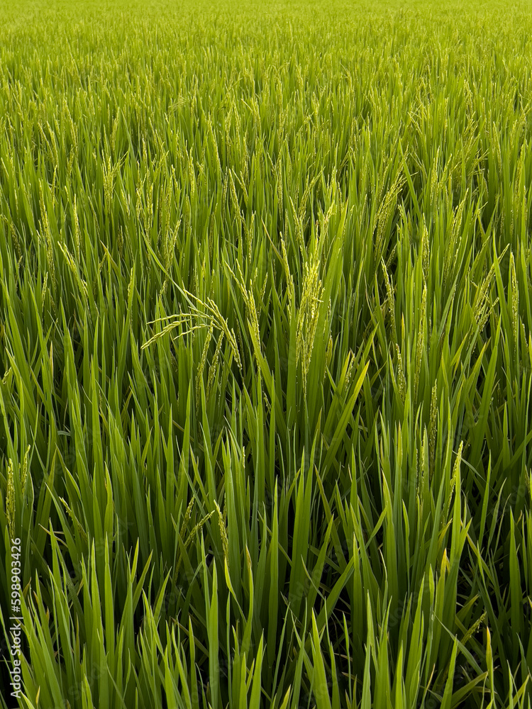 green rice field green rice field
