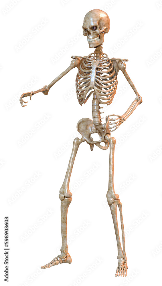 3D Rendering Human Skeleton on White 3D Rendering Human Skeleton on White