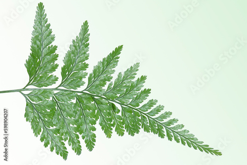 Close-up of the Davallia fern frond on the greenish background photo
