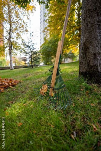 Dried leaves and rake that have fallen from the trees to the grass