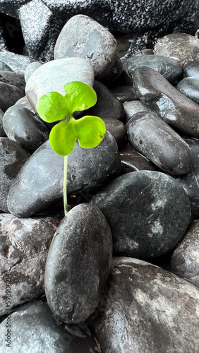Photography zen stones and leaf