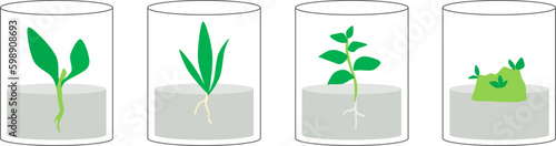 Vector illustration of plant tissue culture photo