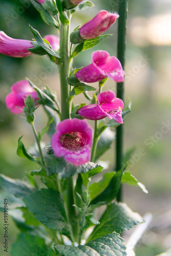 Wallpaper Mural 満開のジキタリス Torontodigital.ca