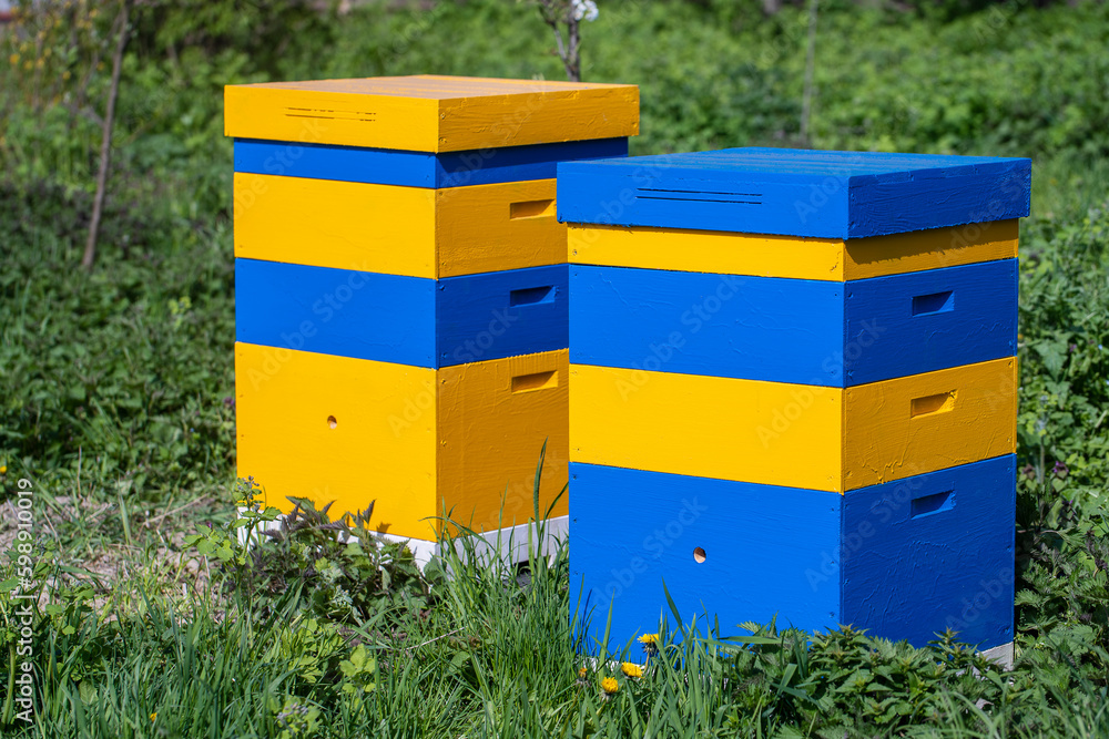 Two new set of yellow-blue wooden beehive in the spring garden, closeup Two new set of yellow-blue wooden beehive in the spring garden, closeup