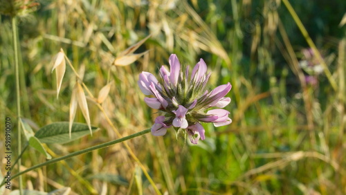 Wallpaper Mural clover flower in the field Torontodigital.ca