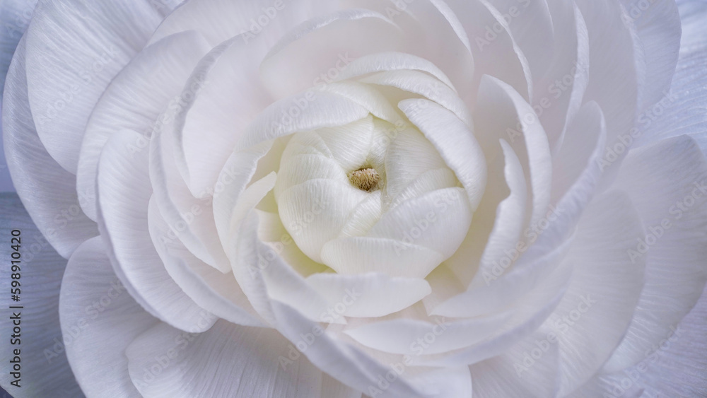 Macro photo of a white Ranunculus flower bud close-up on a gray background.Texture of soft buttercup petals.Beautiful banner of flowers.Scientific name is Ranunculus asiaticus.Wedding postcard. Macro photo of a white Ranunculus flower bud close-up on a gray background.Texture of soft buttercup petals.Beautiful banner of flowers.Scientific name is Ranunculus asiaticus.Wedding postcard.