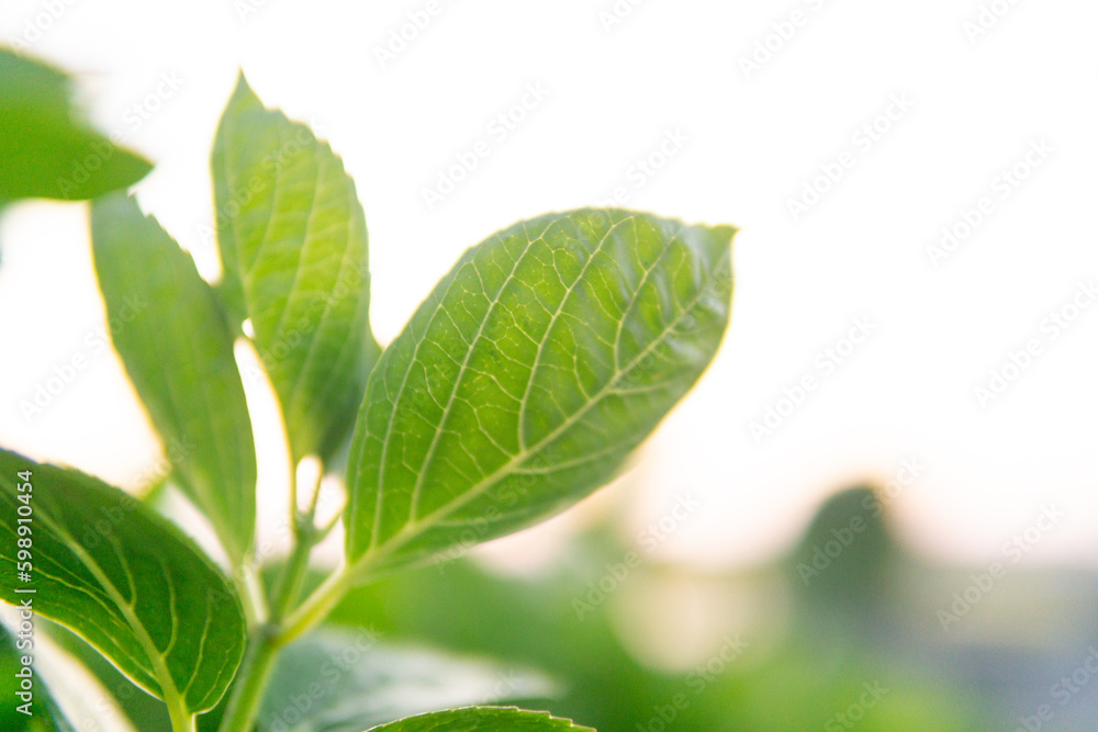 Obraz premium 夕日と小麦