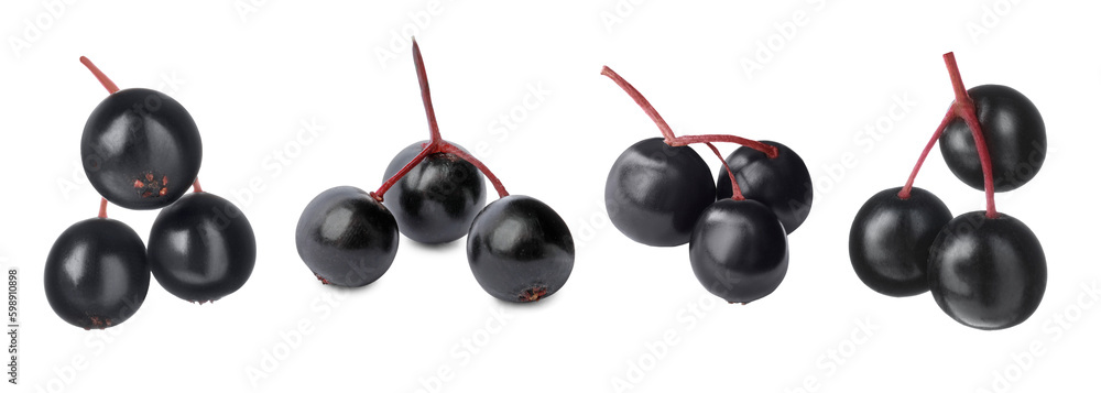 Set of fresh elderberries (Sambucus) on white background Set of fresh elderberries (Sambucus) on white background
