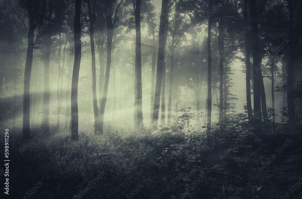 dark mysterious foggy woods at night