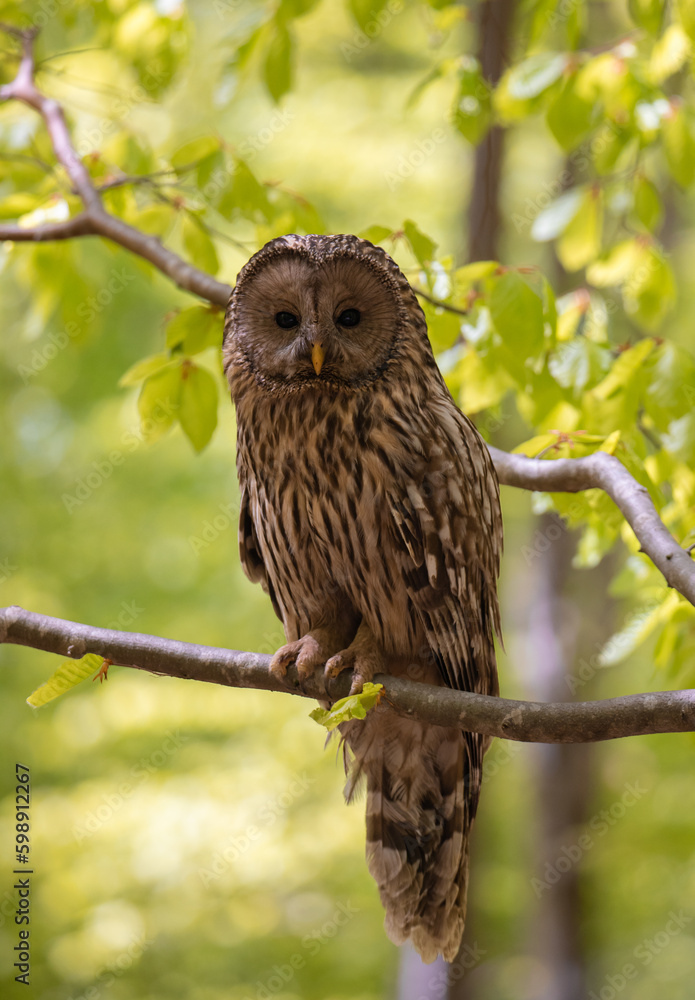 A Ural Owl (Strix uralensis) sitting on a branch A Ural Owl (Strix uralensis) sitting on a branch