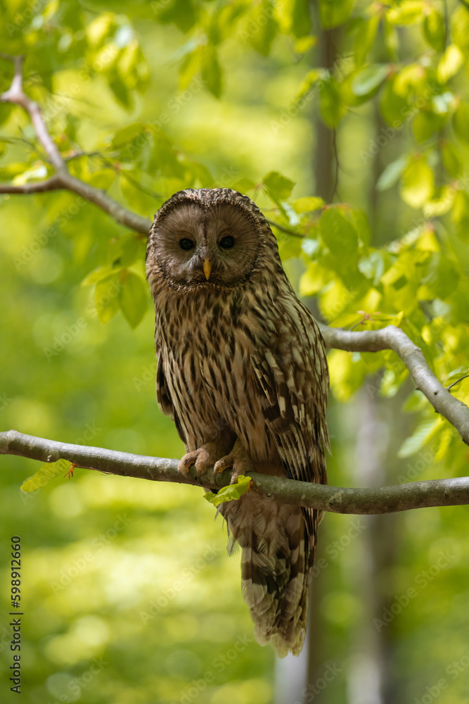 An Ural owl sitting on a branch An Ural owl sitting on a branch
