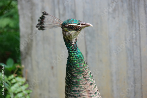 A peacock at the Zoo of Singapore.
