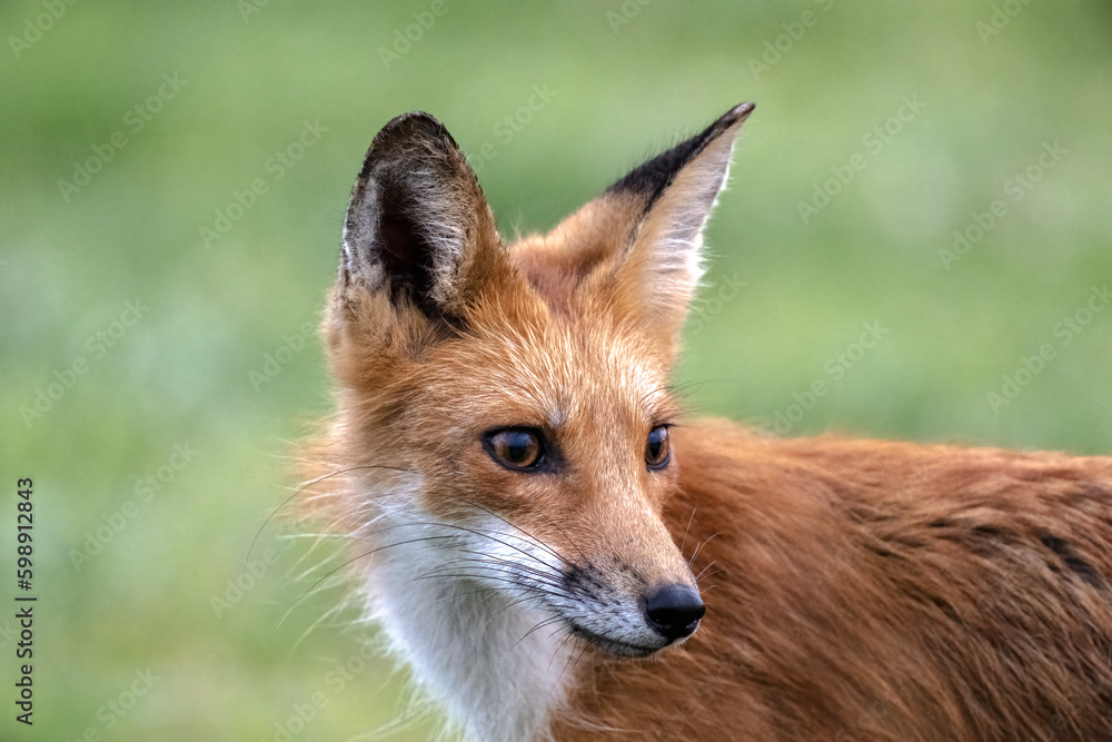Adult Fox portrait with blurred out background.