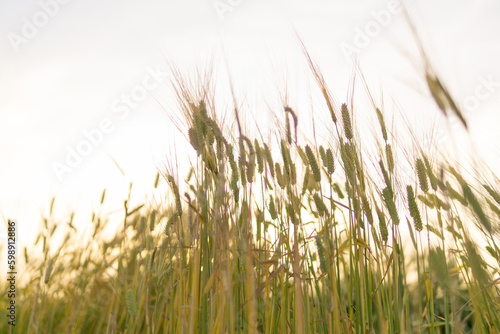 夕日と小麦