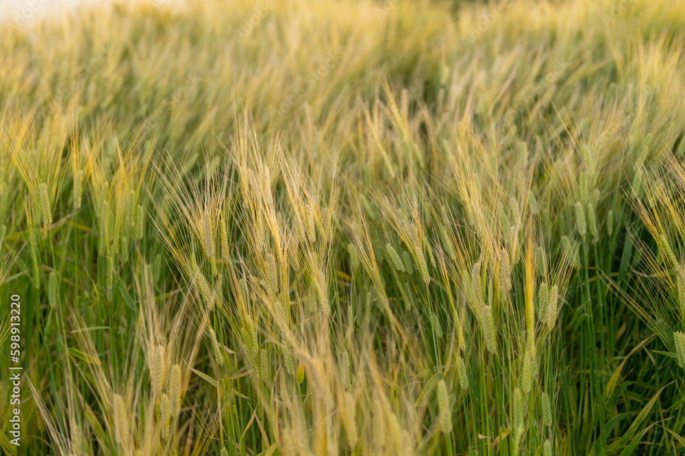Fototapeta premium 夕日と小麦