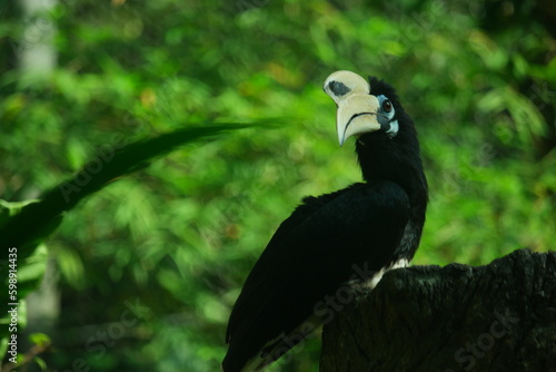 Canvas Print A Hornbill at the Zoo of Singapore.