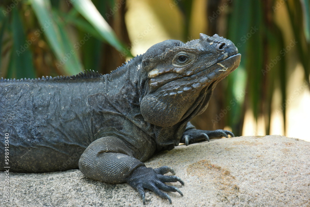 Fototapeta premium A rhinoceros iguana at the Zoo of Singapore.