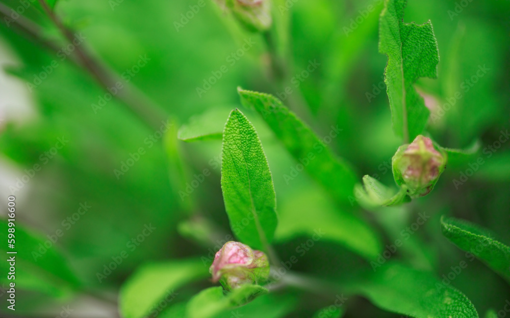 Sage close-up, green leaves Sage close-up, green leaves