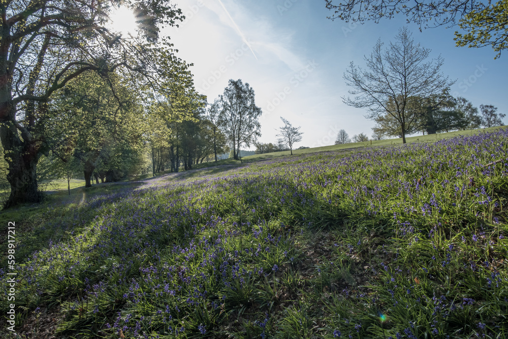 Bluebell walk at Cowdray golf coarse, West Sussex, Uk, May 2023