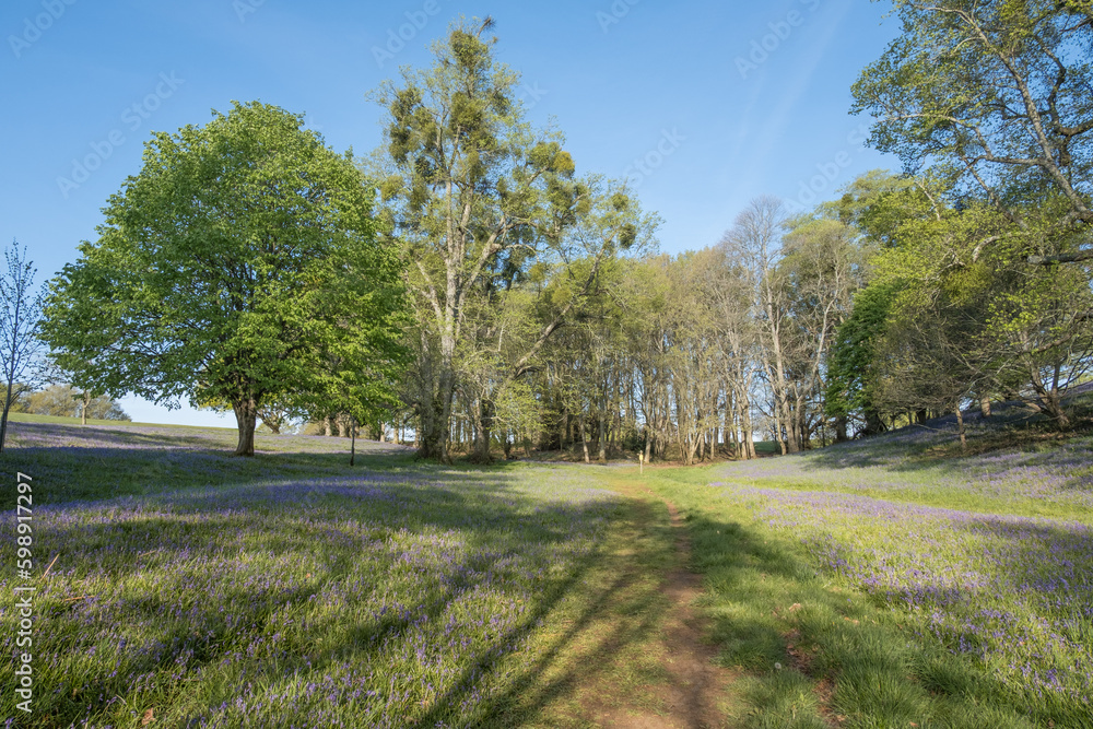 Bluebell walk at Cowdray golf coarse, West Sussex, Uk, May 2023