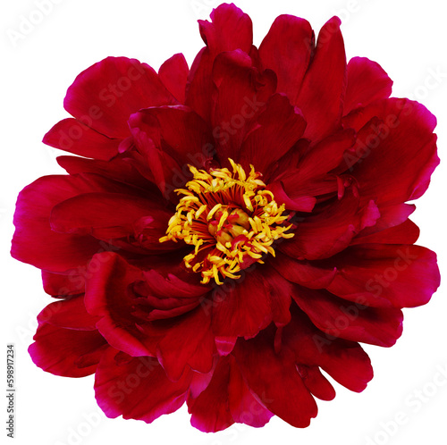 Red  peony flower  on  isolated background with clipping path. Closeup. For design.  Transparent background.   Nature.  © nadezhda F
