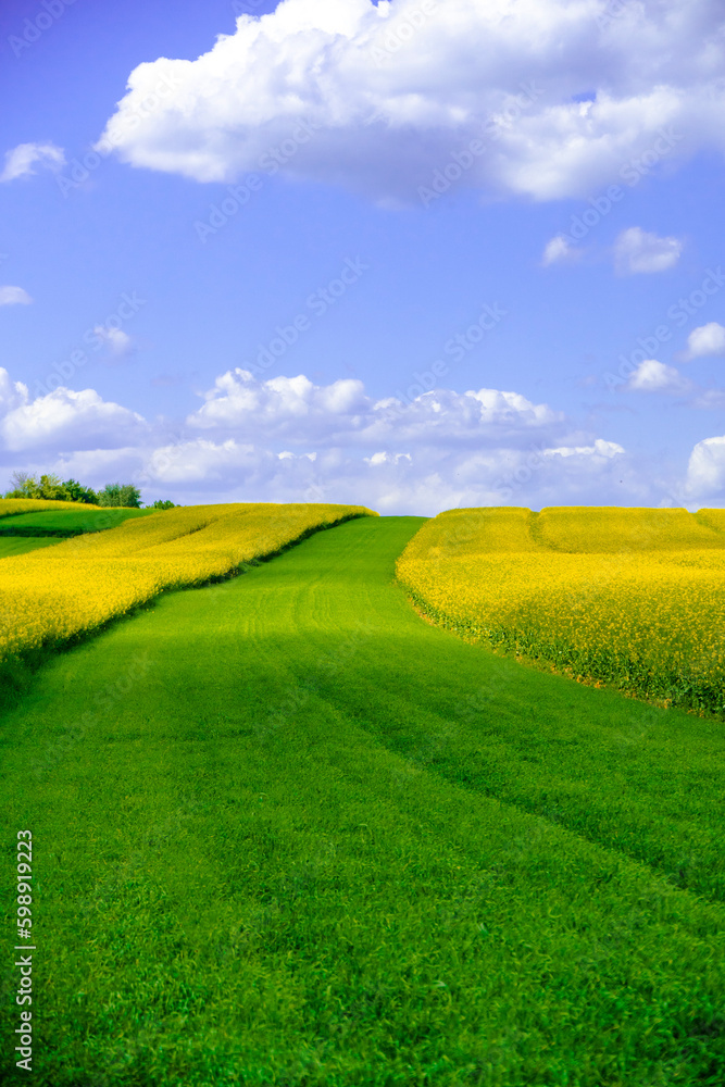 Obraz premium Pole Rzepaku na Wzgórzu
