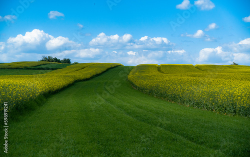 Pole Rzepaku na Wzgórzu