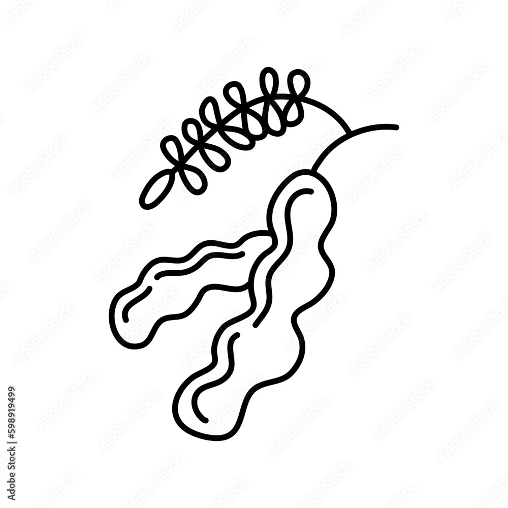 Tamarind. doodle, Hand drawn graphic vector illustration. Tamarind. doodle, Hand drawn graphic vector illustration.
